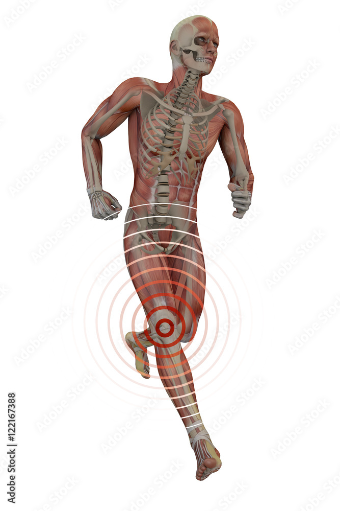 Uomo che corre con dolore al ginocchio, scheletro e muscoli Uomo che corre con dolore al ginocchio, scheletro e muscoli