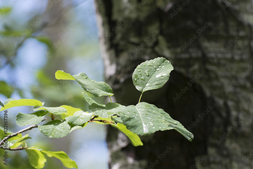 Closeup of leaves, Hecla Grindstone Provincial Park, Manitoba, C Closeup of leaves, Hecla Grindstone Provincial Park, Manitoba, C