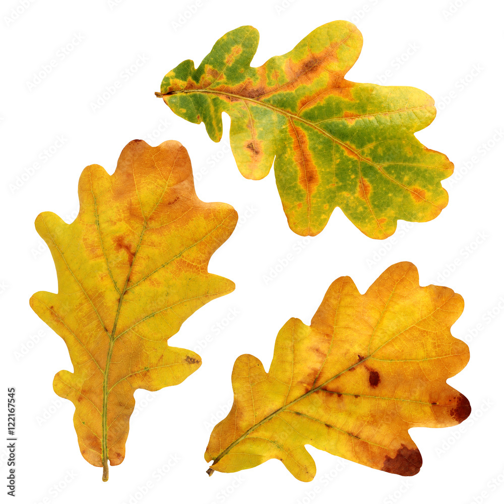 Fototapeta premium Autumn oak leaves isolated on white background.