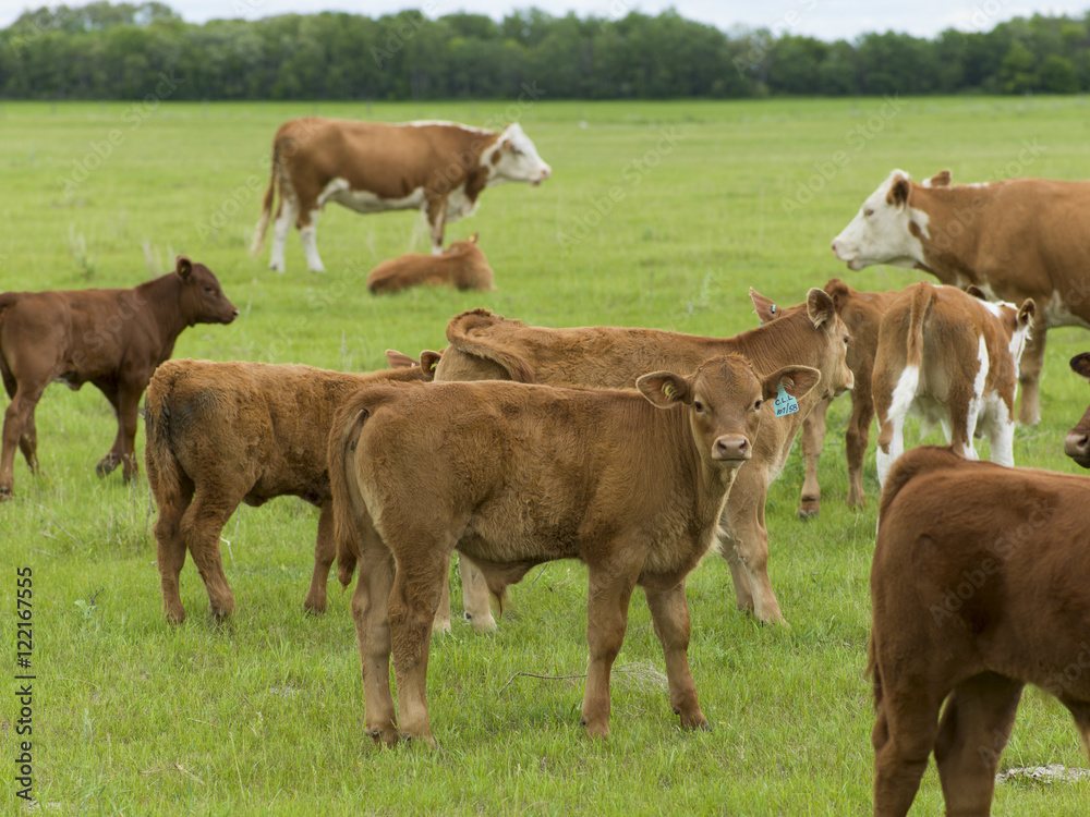 Herd of cattle in a field, Manitoba, Canada Herd of cattle in a field, Manitoba, Canada
