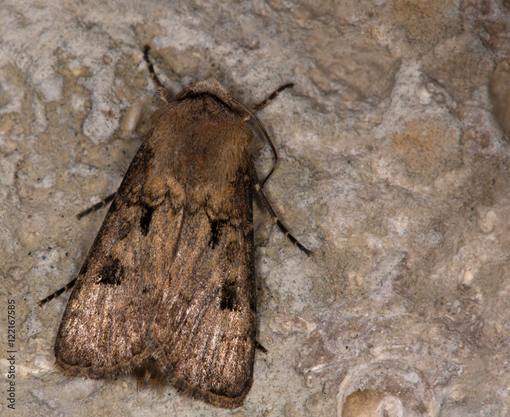 macrophotographie d'un papillon: Point d'exclamation (Agrotis exclamationis)