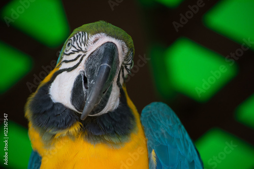 San Diego Zoo - Parrot