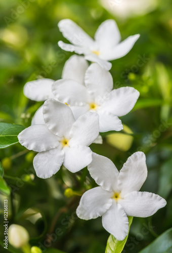 White flower, Sampaguita Jasmine.