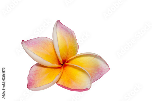 Plumeria