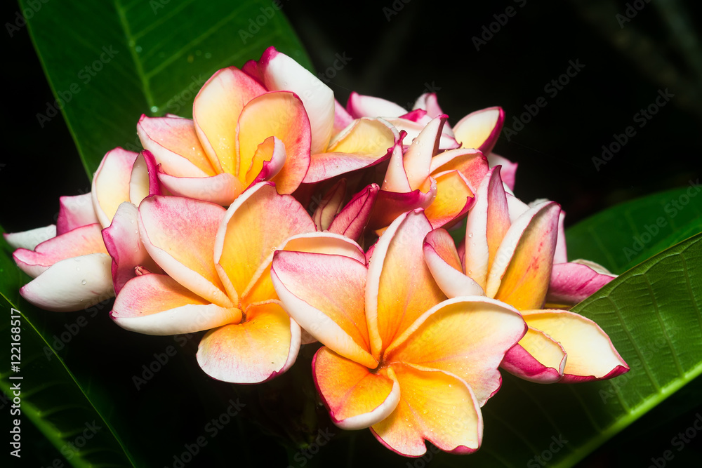 Plumeria Plumeria