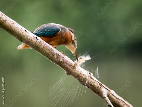 kingfisher