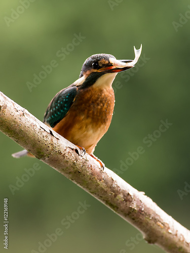 kingfisher