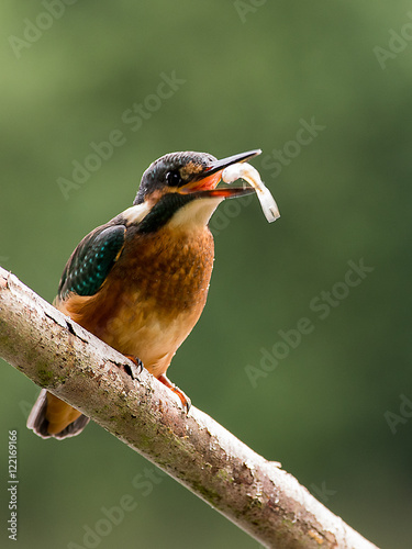 kingfisher
