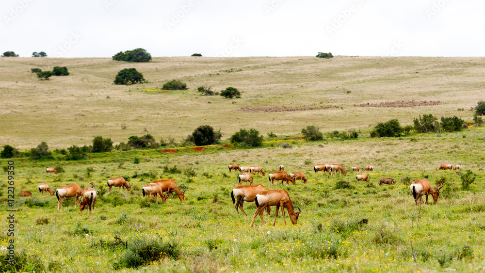 Huge Tribe of Red Hartebeests