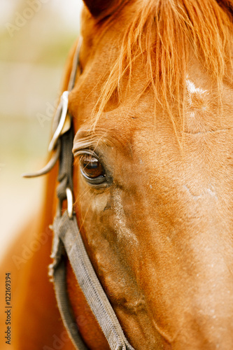 Racehorse portrait. © andreiorlov