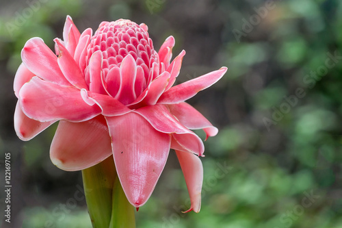 torch ginger against lush tropical growth