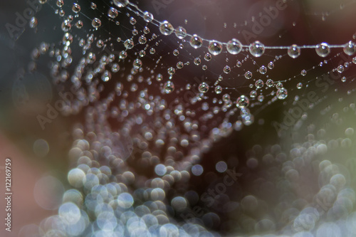 Schilderij op canvas Dew drops close up