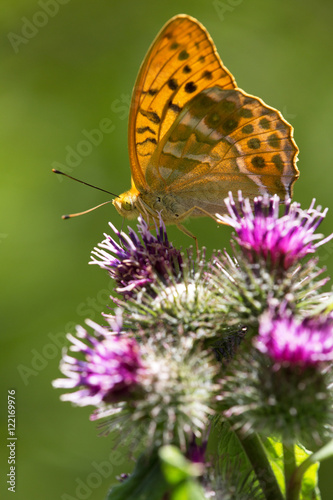 macrophotographie d'un papillon: Tabac d'Espagne (Argynnis paphia)