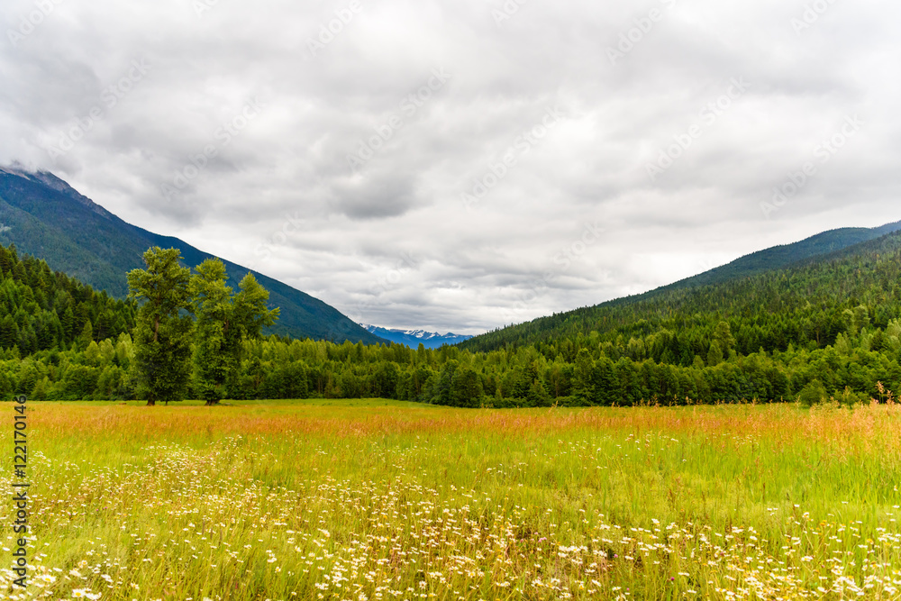Fototapeta premium Amazing wild nature landscape of white flowers in yellow meadow and green forest at rainy summer day. Natural green scenery of dramatic sky, field and mountains.