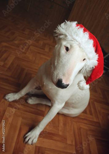 White bull Terrier in a Christmas hat in the house