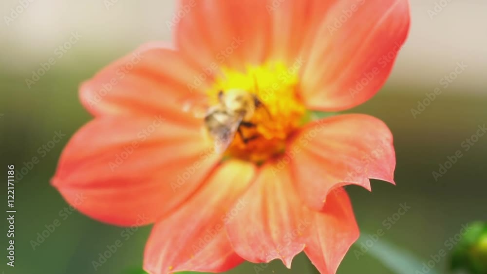 Bumblebee on dahlia flower Bumblebee on dahlia flower