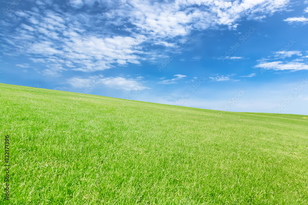 grass field under blue sky grass field under blue sky