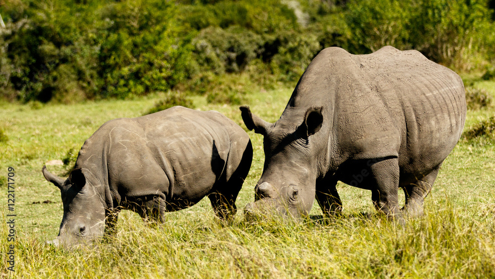Obraz premium White Rhino Family