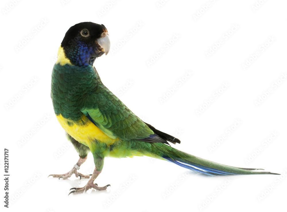 Naklejka premium Australian ringneck in studio