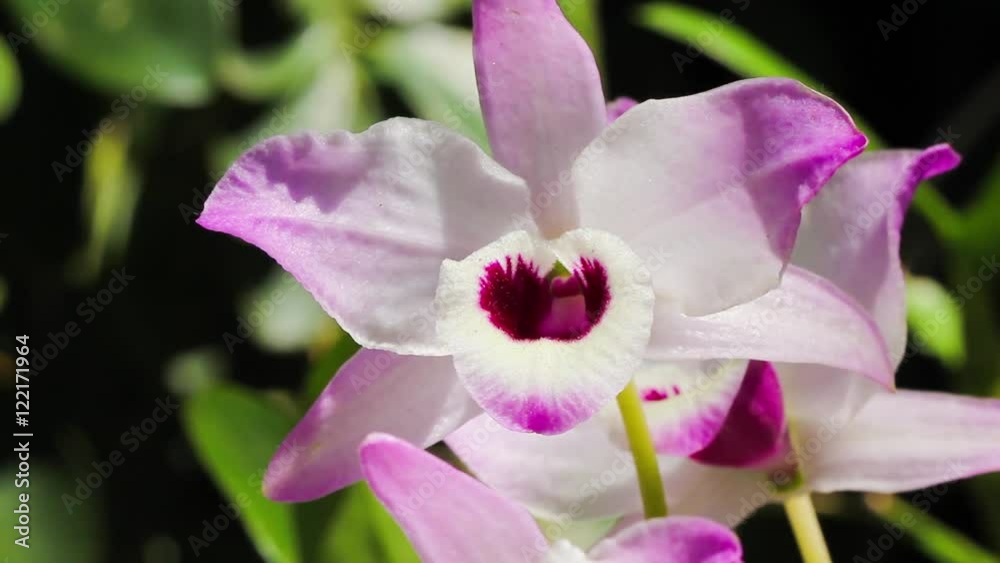 Orquídea ao vento. Orquídea ao vento.