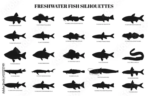Obraz sylwetki ryb słodkowodnych