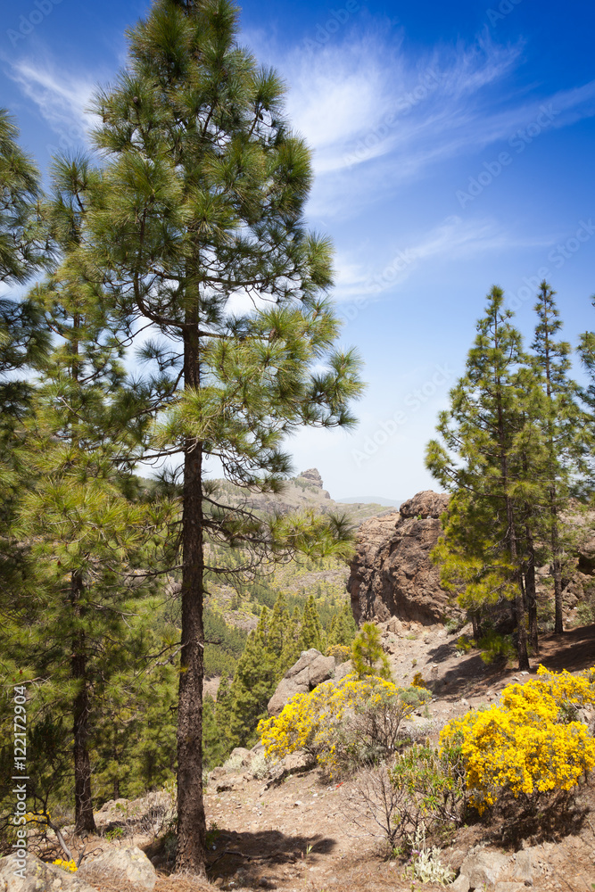 Pine in mountains on the island Gran Canaria. Spain Pine in mountains on the island Gran Canaria. Spain