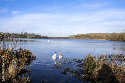 Swans on Thornton Reservoir