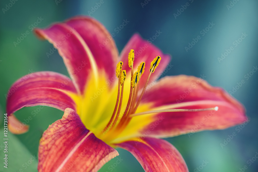 Close up of a red lily