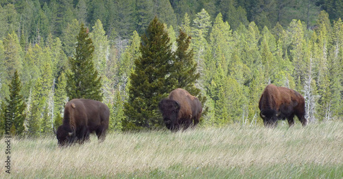 American Bison