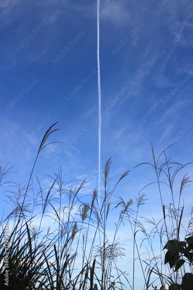 Obraz premium ススキと青空と飛行機雲