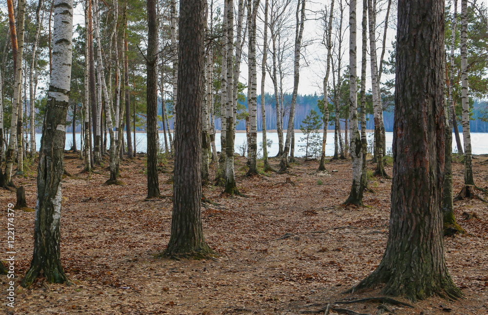 Pine and birch shore of a frozen lake