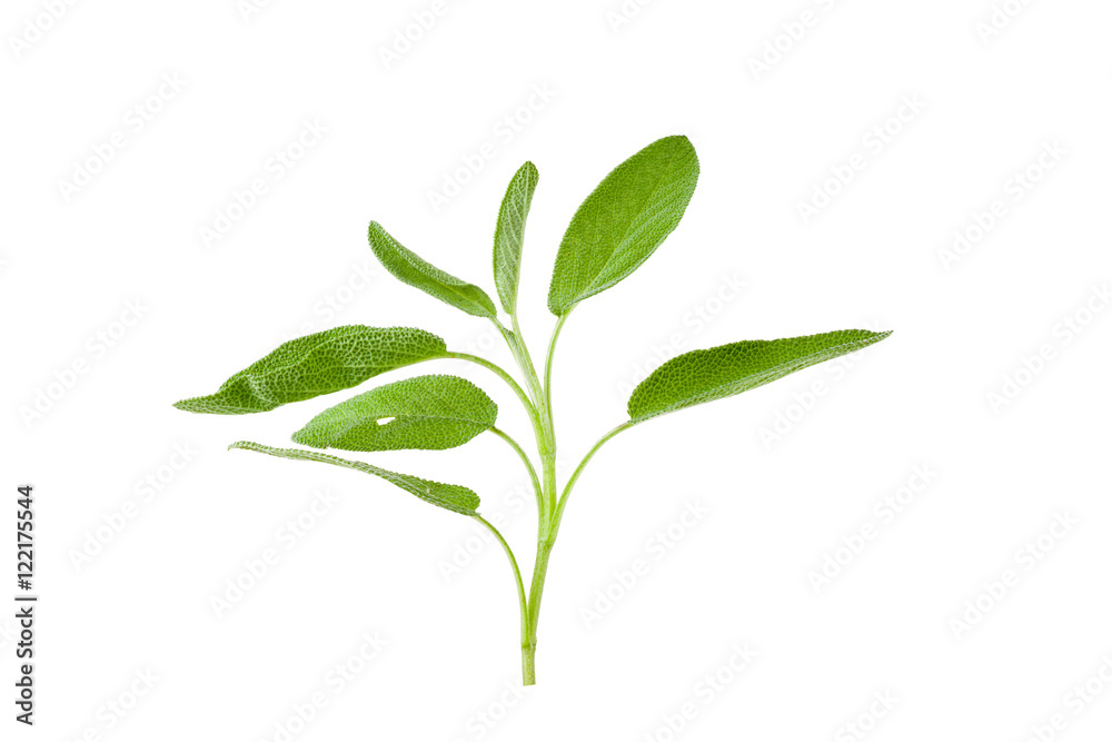 Sage plant on a white background Sage plant on a white background