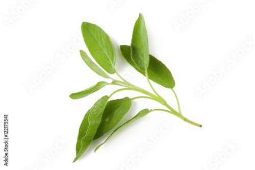 Sage plant on a white background © kaiskynet