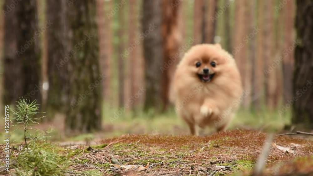 runing pomeranian spitz