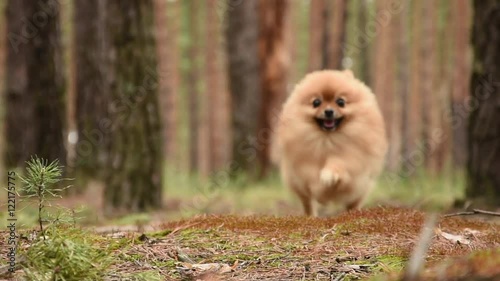 runing pomeranian spitz