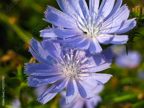 chicory flower on blurred green background photo