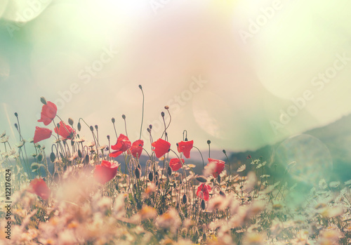 Fototapeta Naklejka Na Ścianę i Meble -  Poppy