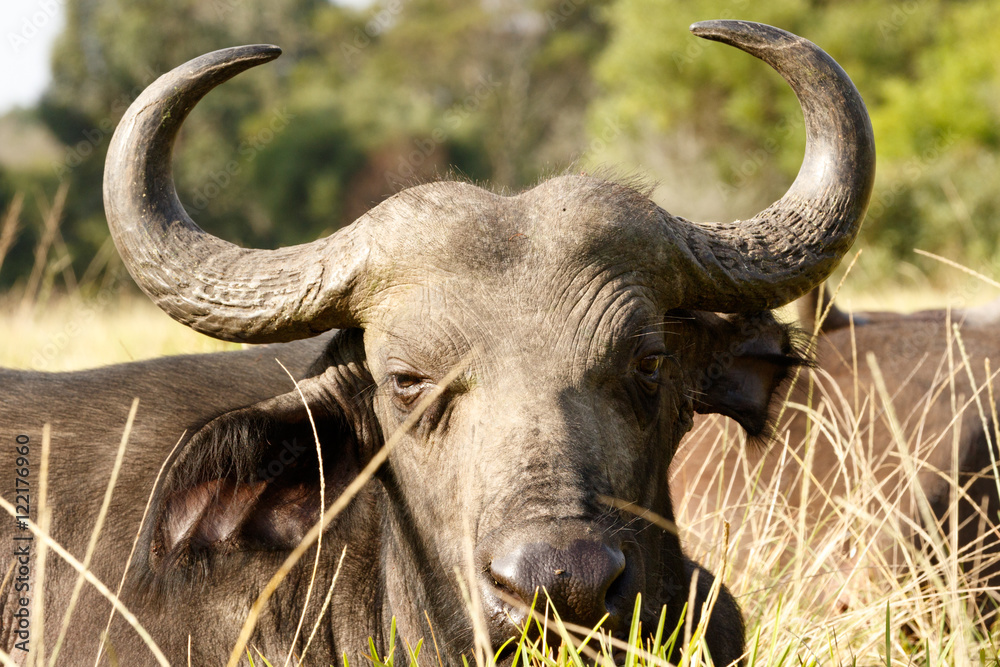 Your to CLOSE -African Buffalo Syncerus caffer Your to CLOSE -African Buffalo Syncerus caffer