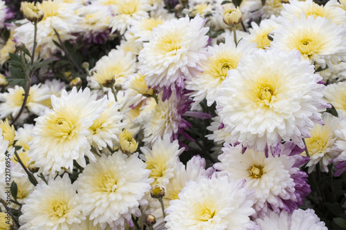 White and yellow chrysanthemum flowers in the garden