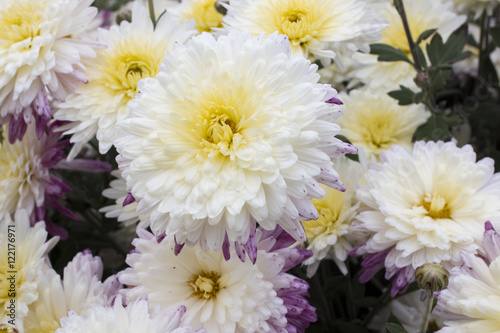 White and yellow chrysanthemum flowers in the garden