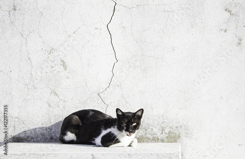 Canvas Print Black cat street