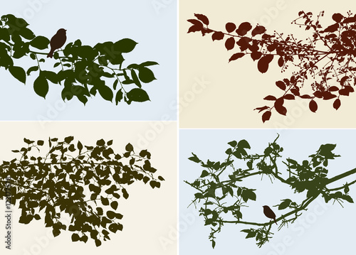 silhouettes of the different trees branches