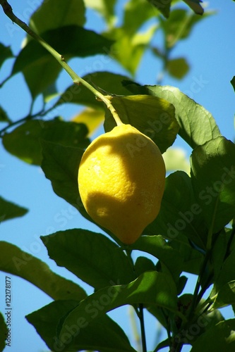 Zitrone am Baum vor blauem Himmel