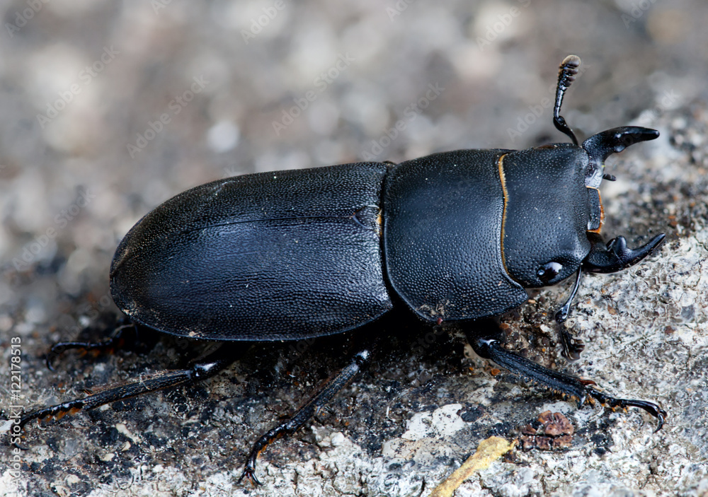 Macrophotographie d'un insecte: Petite biche (Dorcus parallelipipedus) Macrophotographie d'un insecte: Petite biche (Dorcus parallelipipedus)