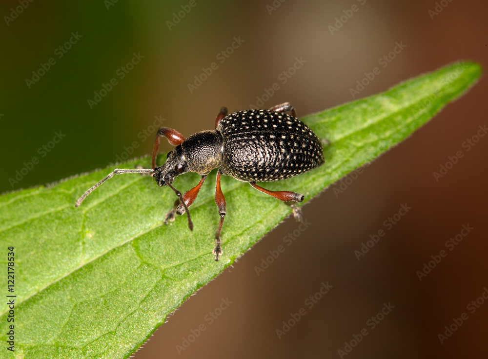 Macrophotographie d'un insecte: Otiorhynchus coecus Macrophotographie d'un insecte: Otiorhynchus coecus