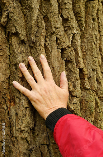 The hand on the tree.