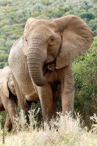 Clost Up of The African Bush Elephant