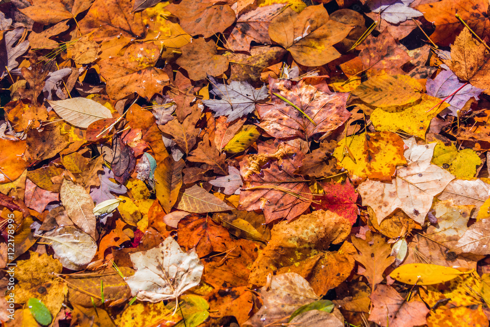 Fall in Vogel State Park, Georgia, USA