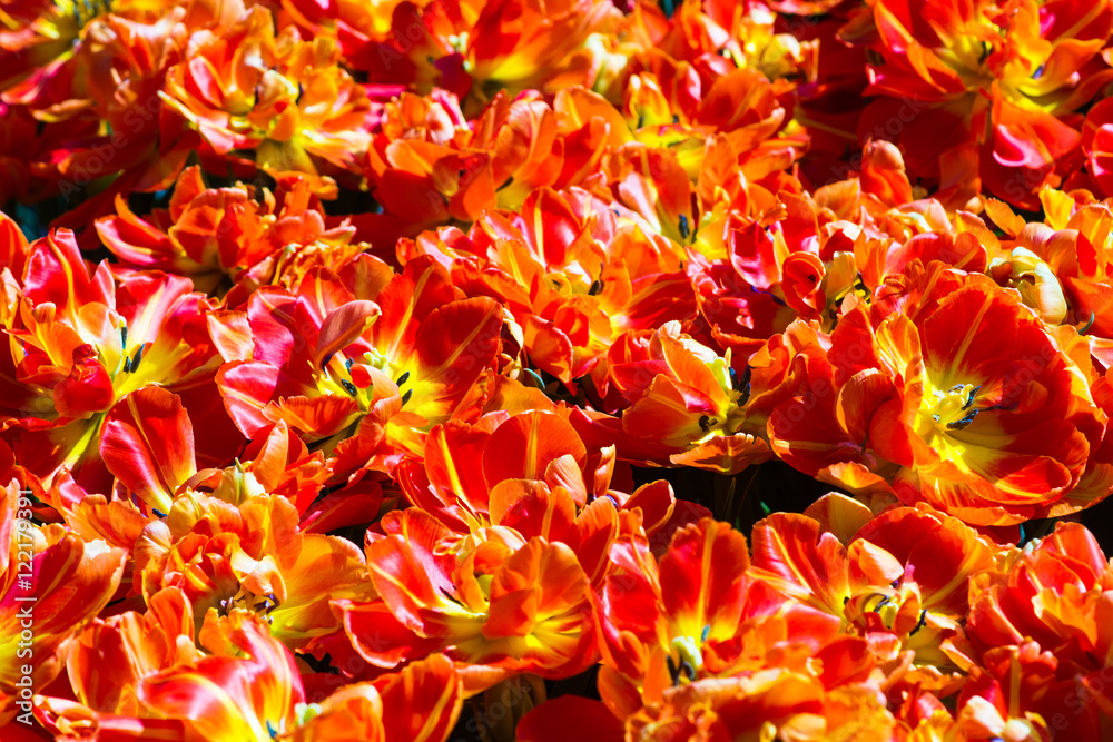 Double flowered orange tulups Double flowered orange tulups