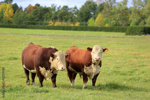 Obraz na plátne Two Hereford Bulls on Green Autumn Field